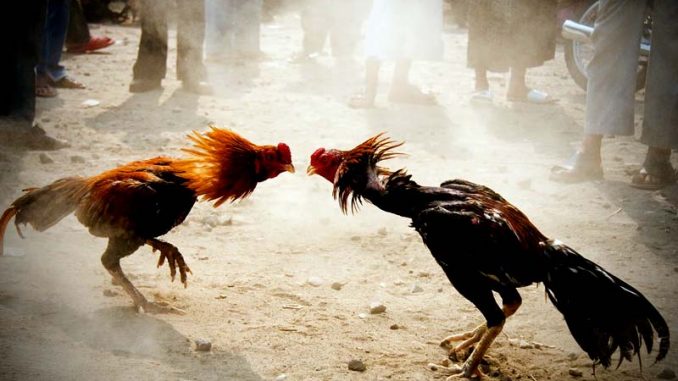 พนันไก่ชน-เดี๋ยวนี้เขามีให้เล่นออนไลน์แล้ว